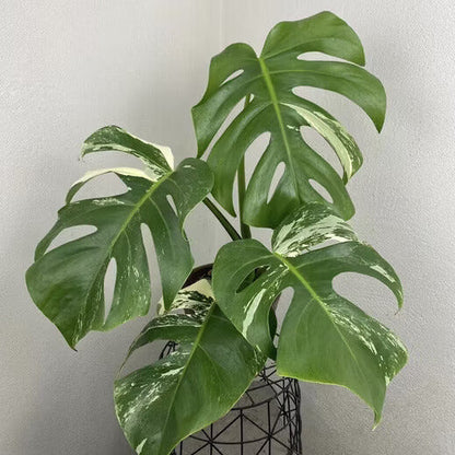 Monstera Albo plant