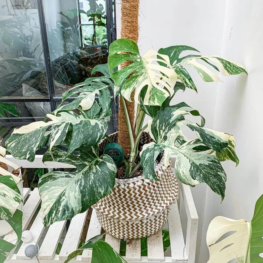 Monstera Albo plant