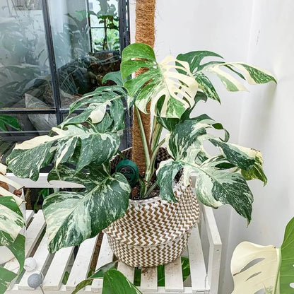 Monstera Albo plant