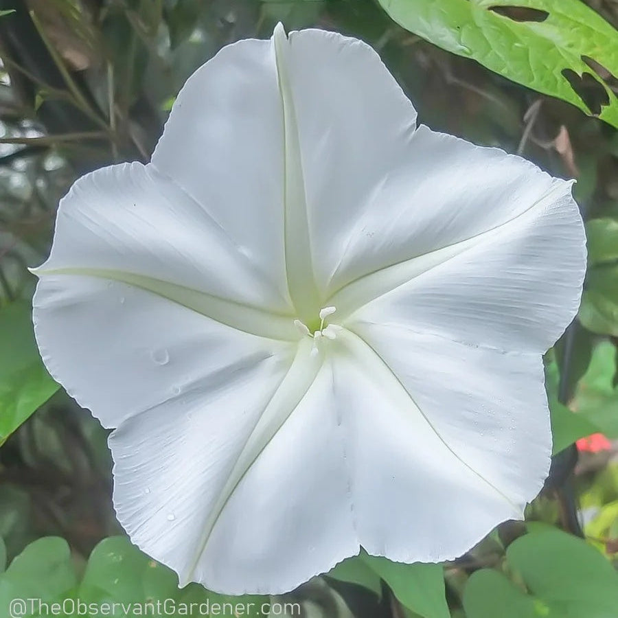 White Moon Vine plant