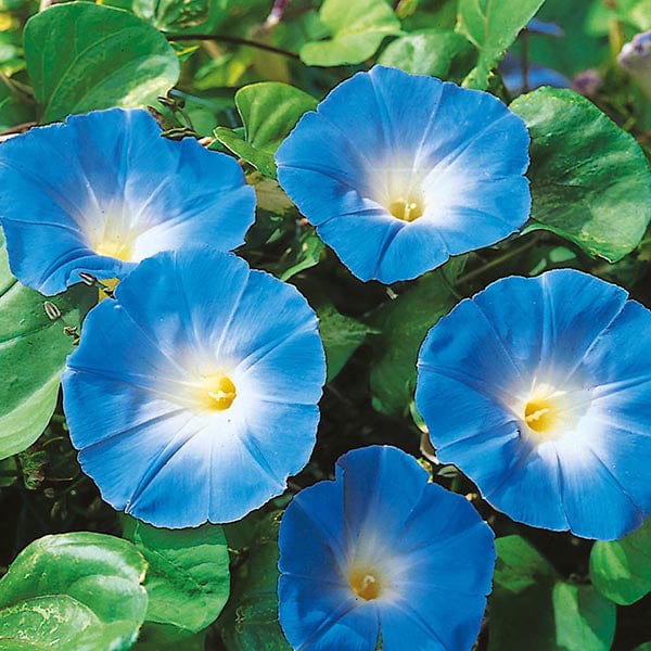 Ackerwinde Morning Glory plant