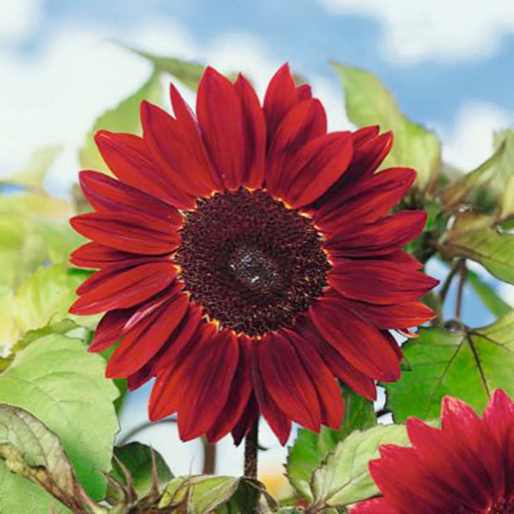 Moulin Rouge flower seeds