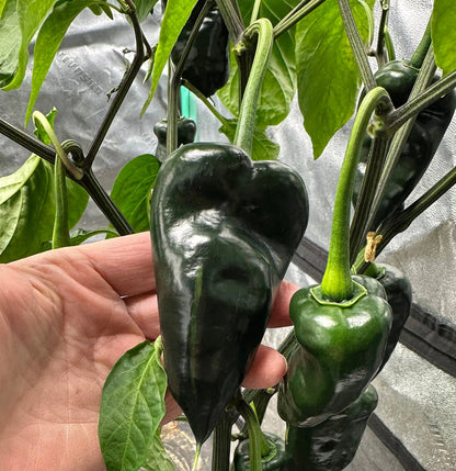 Ancho Poblano Pepper Seeds for Planting – Heirloom Garden Seeds