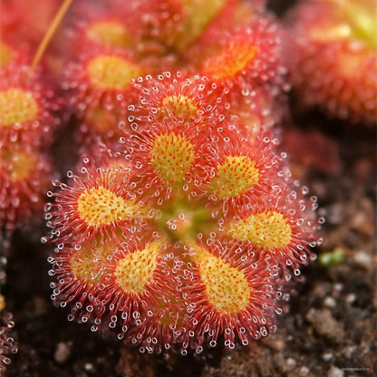 Colour Bonsai Sundew plant
