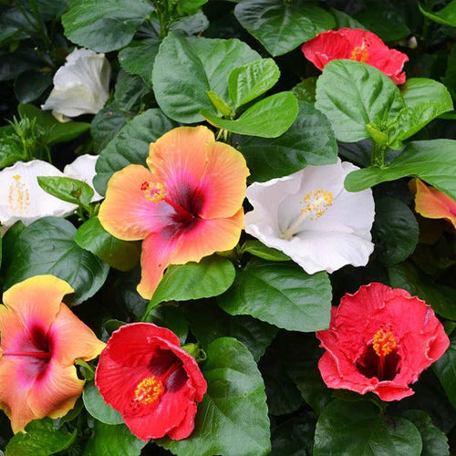 Color Hibiscus flower seeds