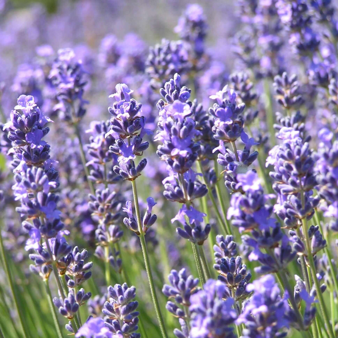 Lavender flower seeds