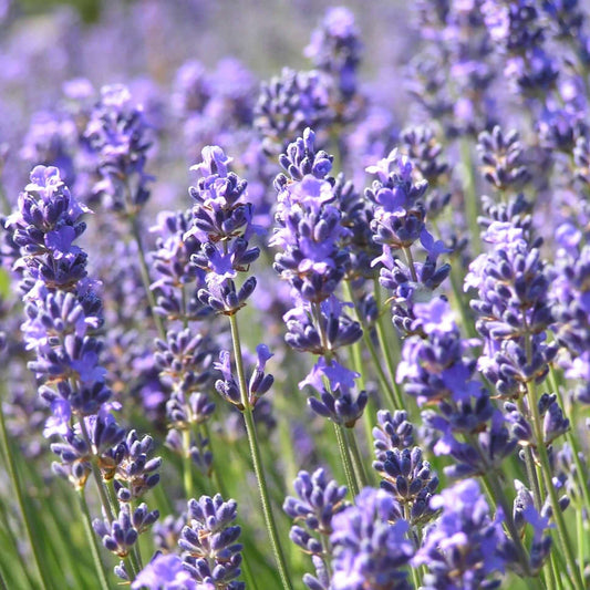 Lavender flower seeds