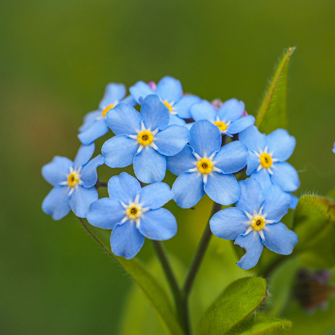 Blue Myosotis flower seeds