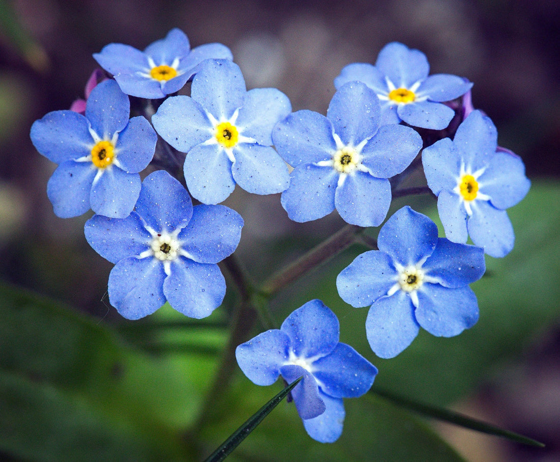 Blue Myosotis flower seeds