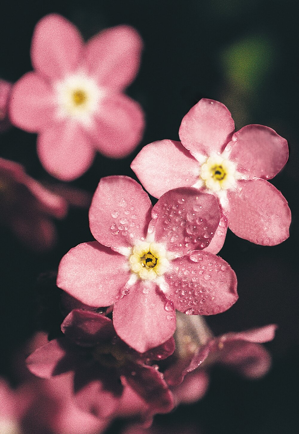 Red Myosotis flower seeds