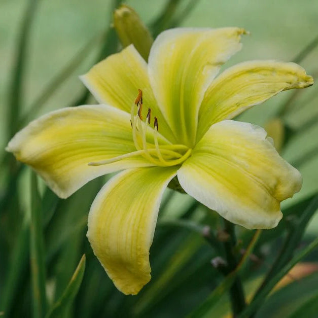 Light Green flower seeds