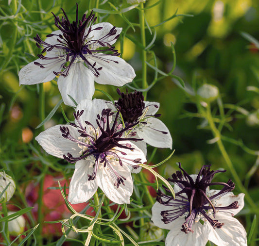 White Nigella flower seeds