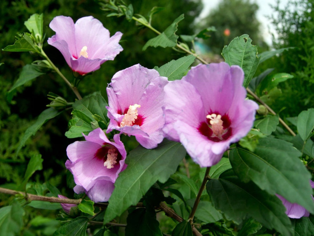 Rose Of flower seeds