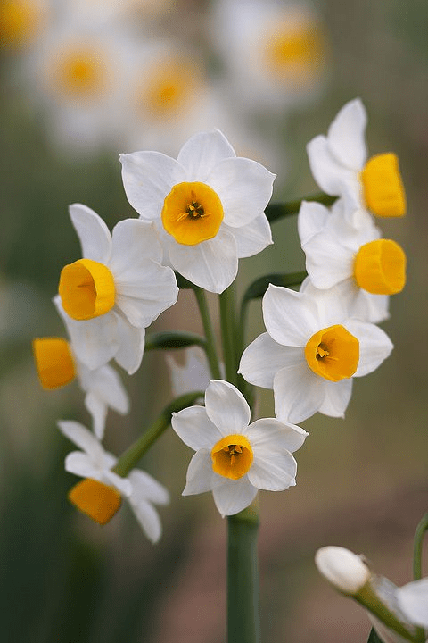 Narcissus flower seeds