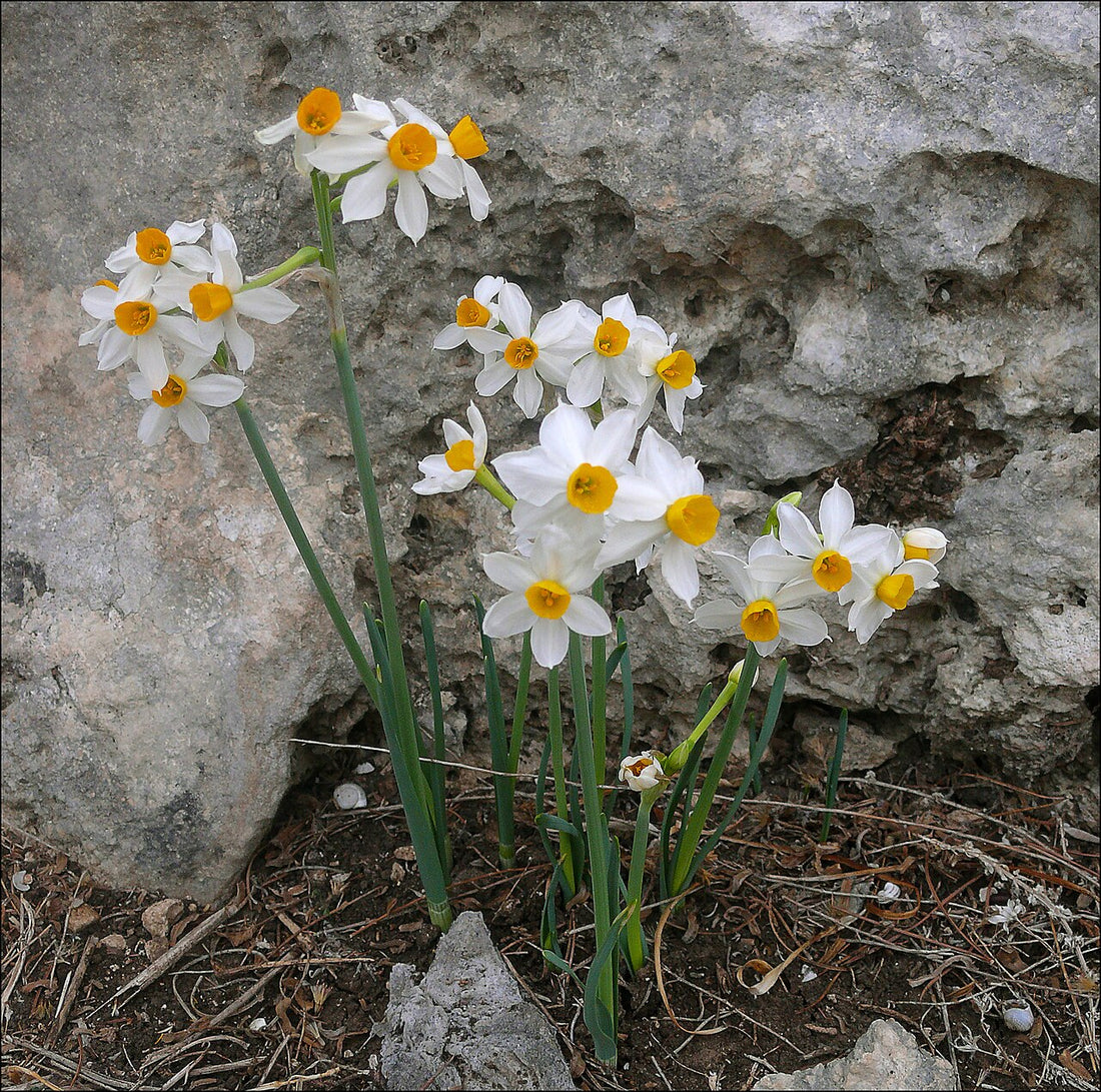Narcissus Tazetta flower seeds