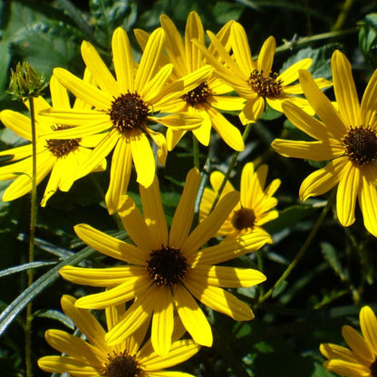 Narrowleaf Sunflower plant