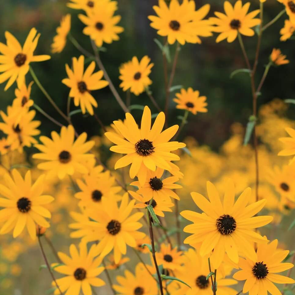 Narrowleaf Sunflower plant