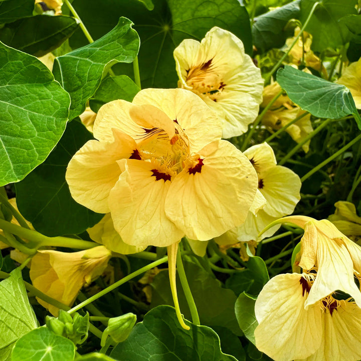 Light Peach flower seeds