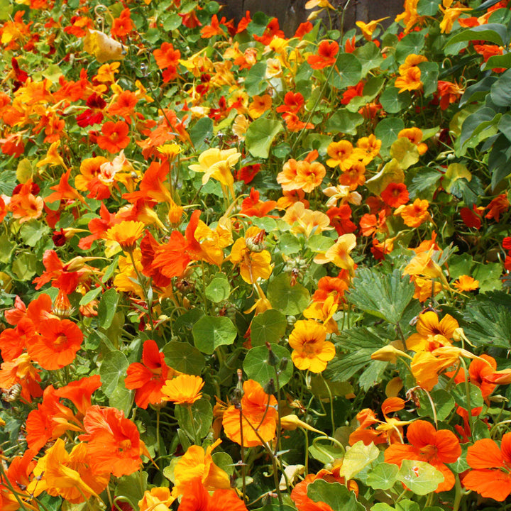 Nasturtium flower seeds