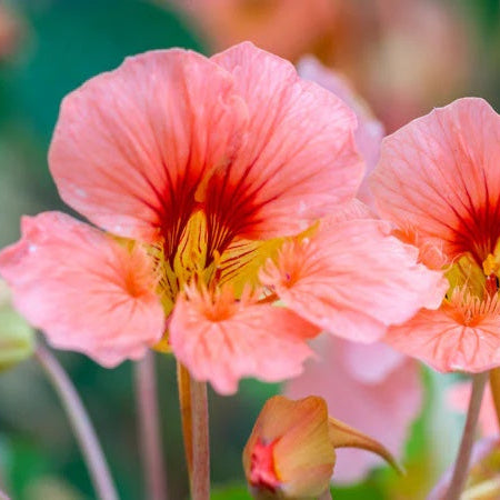 Baby Pink Nasturtium plant