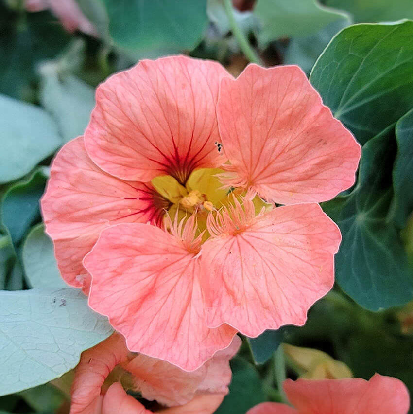Baby Pink Nasturtium plant