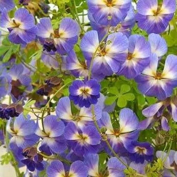 Blue Nasturtium plant