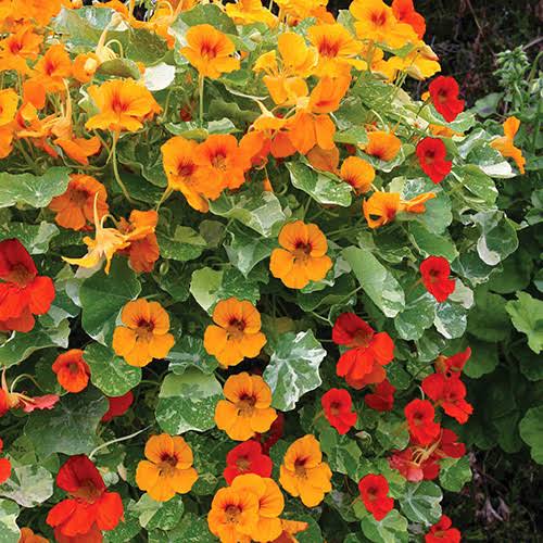 Capuchina Nasturtium plant