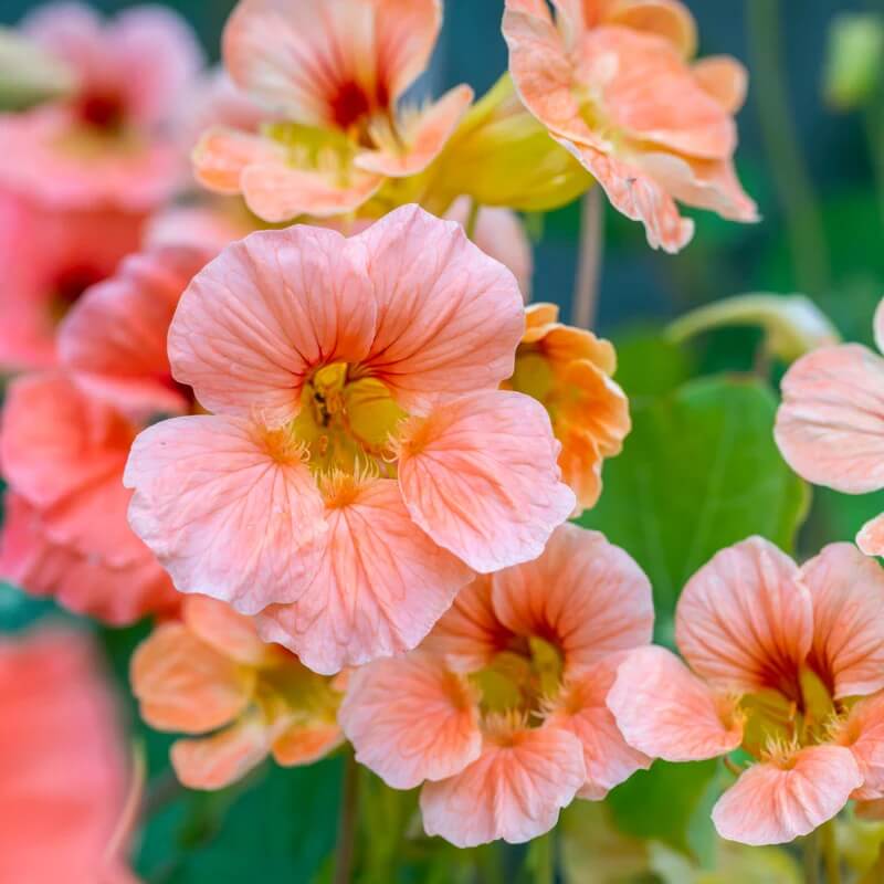 Baby Pink Nasturtium plant