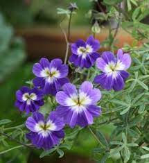 Blue Nasturtium plant