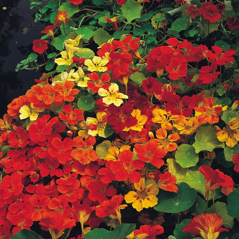Capuchina Nasturtium plant