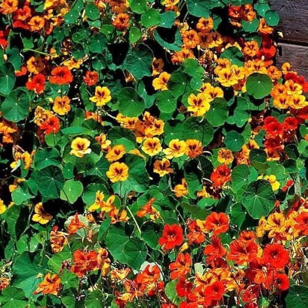 Capuchina Nasturtium plant