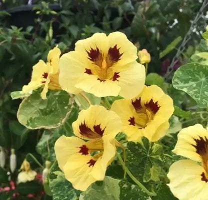 Cream Nasturtium plant