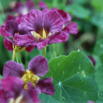 Purple Nasturtium plant