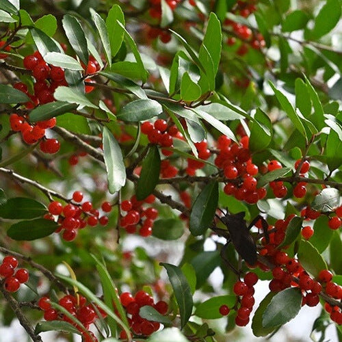 Native Holly plant