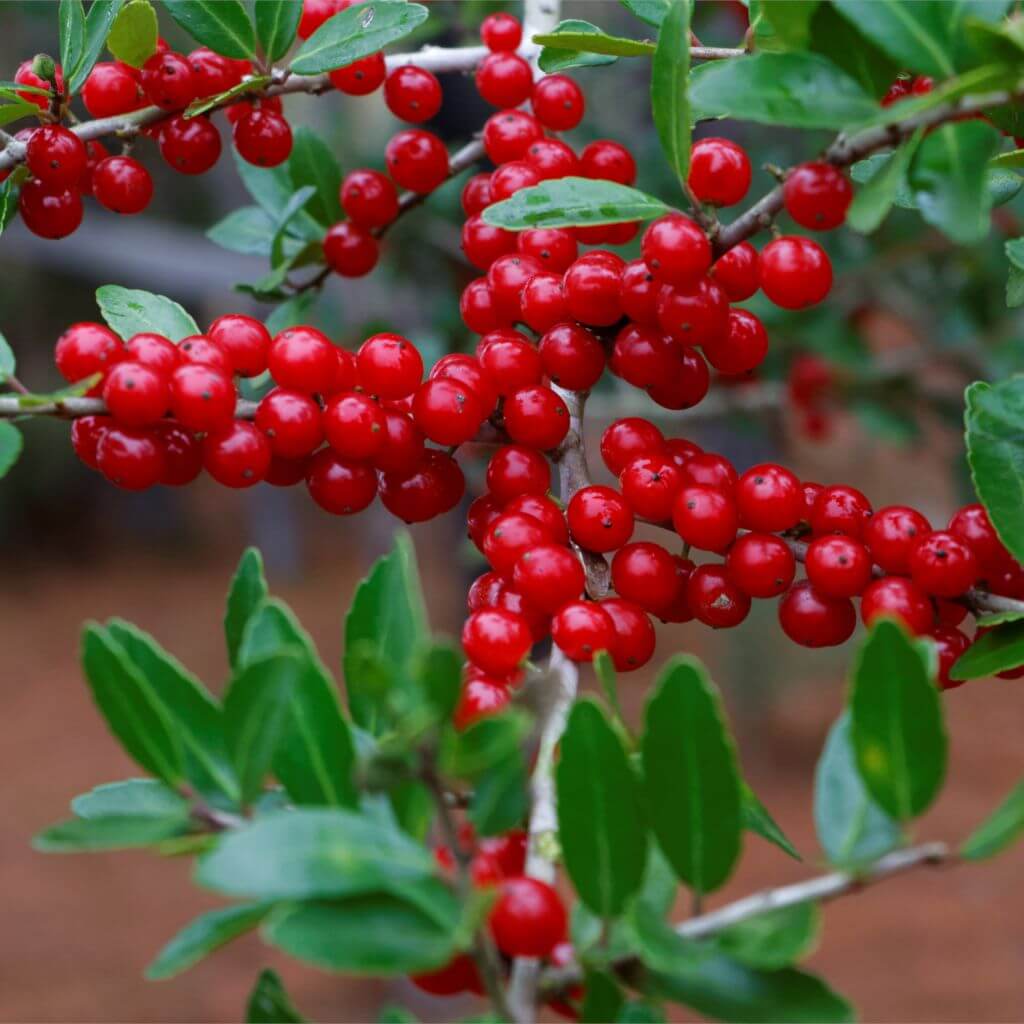 Native Holly plant