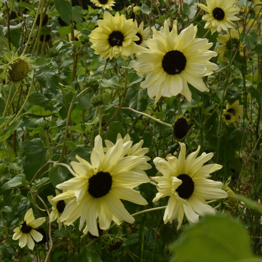 Cream Sunflower plant