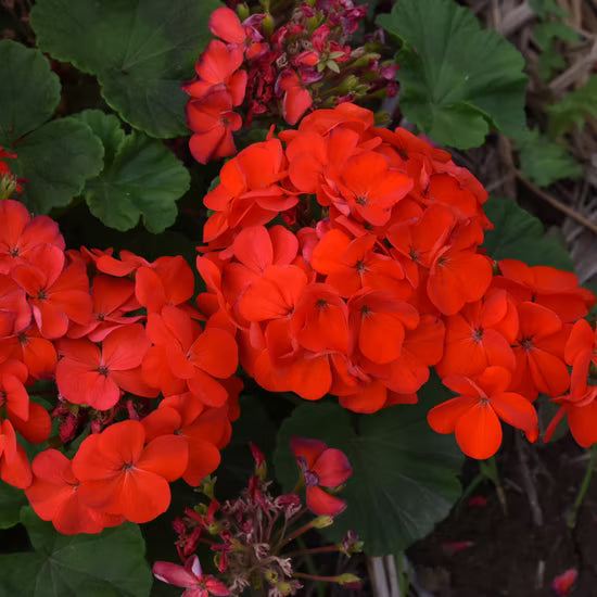 Light Red flower seeds