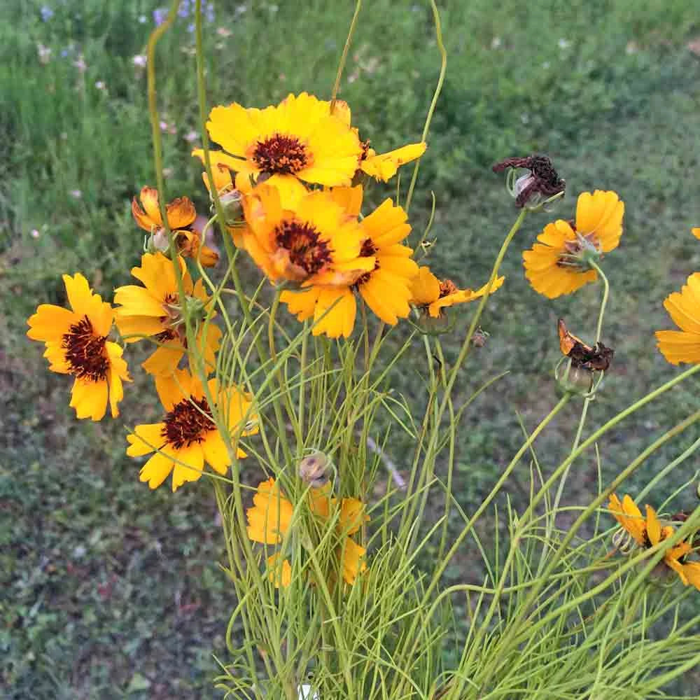 Thelesperma flower seeds