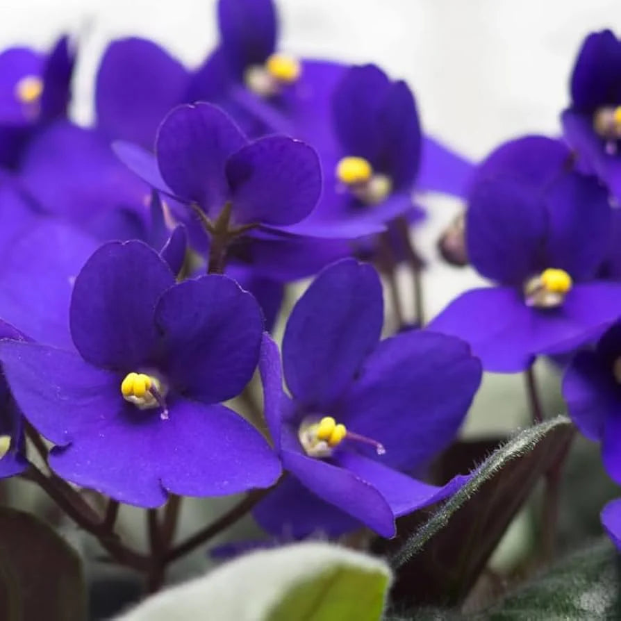 Navy Blue flower seeds