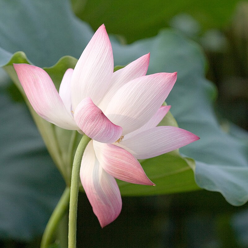 Nelumbo Nucifera Lotus plant