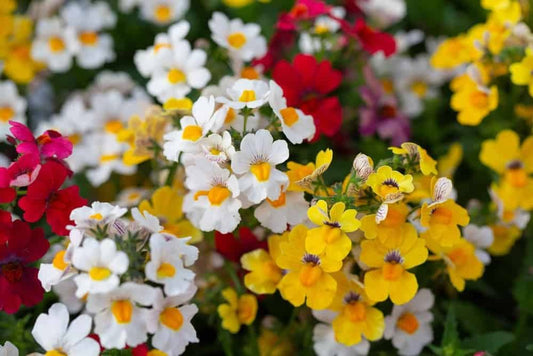 Yellow Nemesia flower seeds