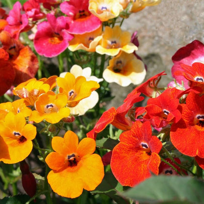 Nemesia flower seeds