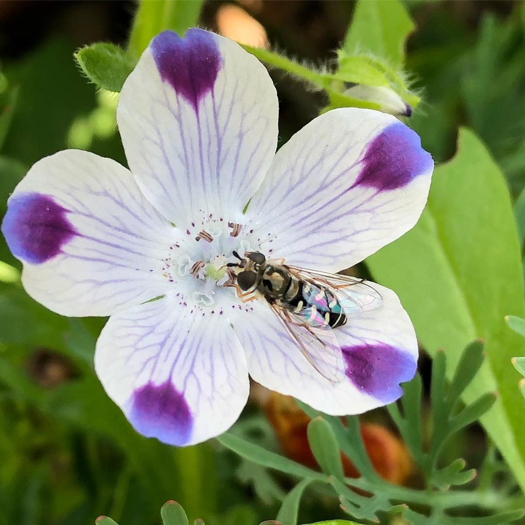 White Blue flower seeds