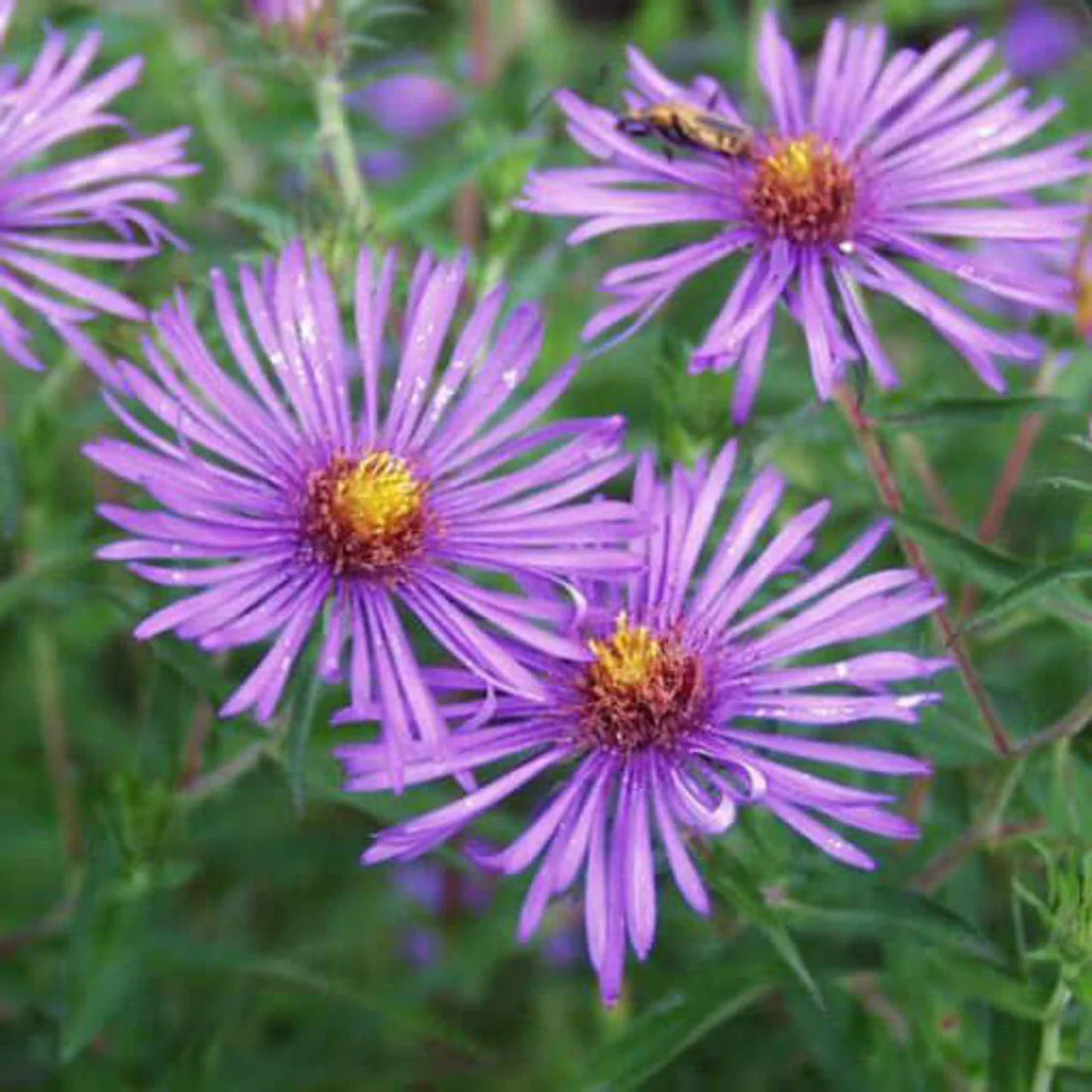 Purple Aster flower seeds