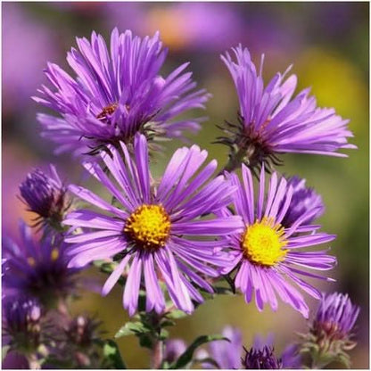 Purple New England Aster Flower Seeds for Planting – Heirloom Non-GMO Garden Seeds