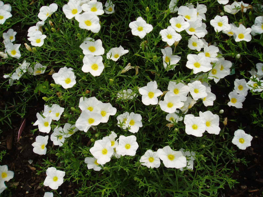 Nierembergia flower seeds