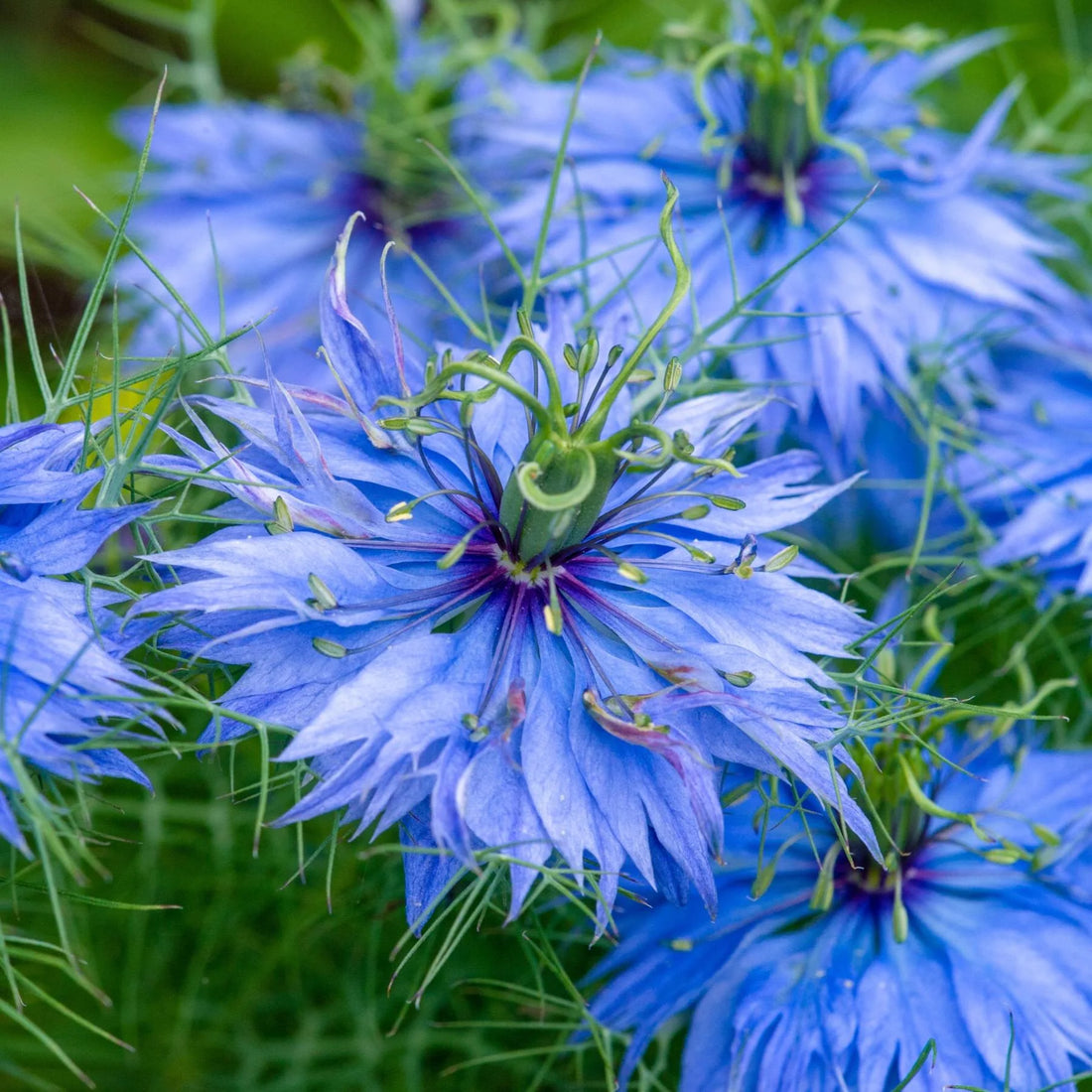 Color Nigella flower seeds