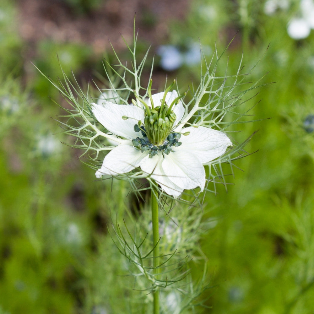 Nigella Double flower seeds