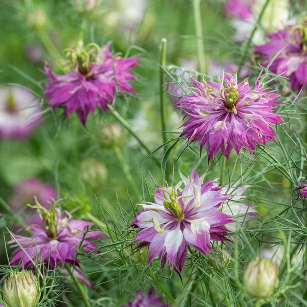 Nigella damascena Nigella plant
