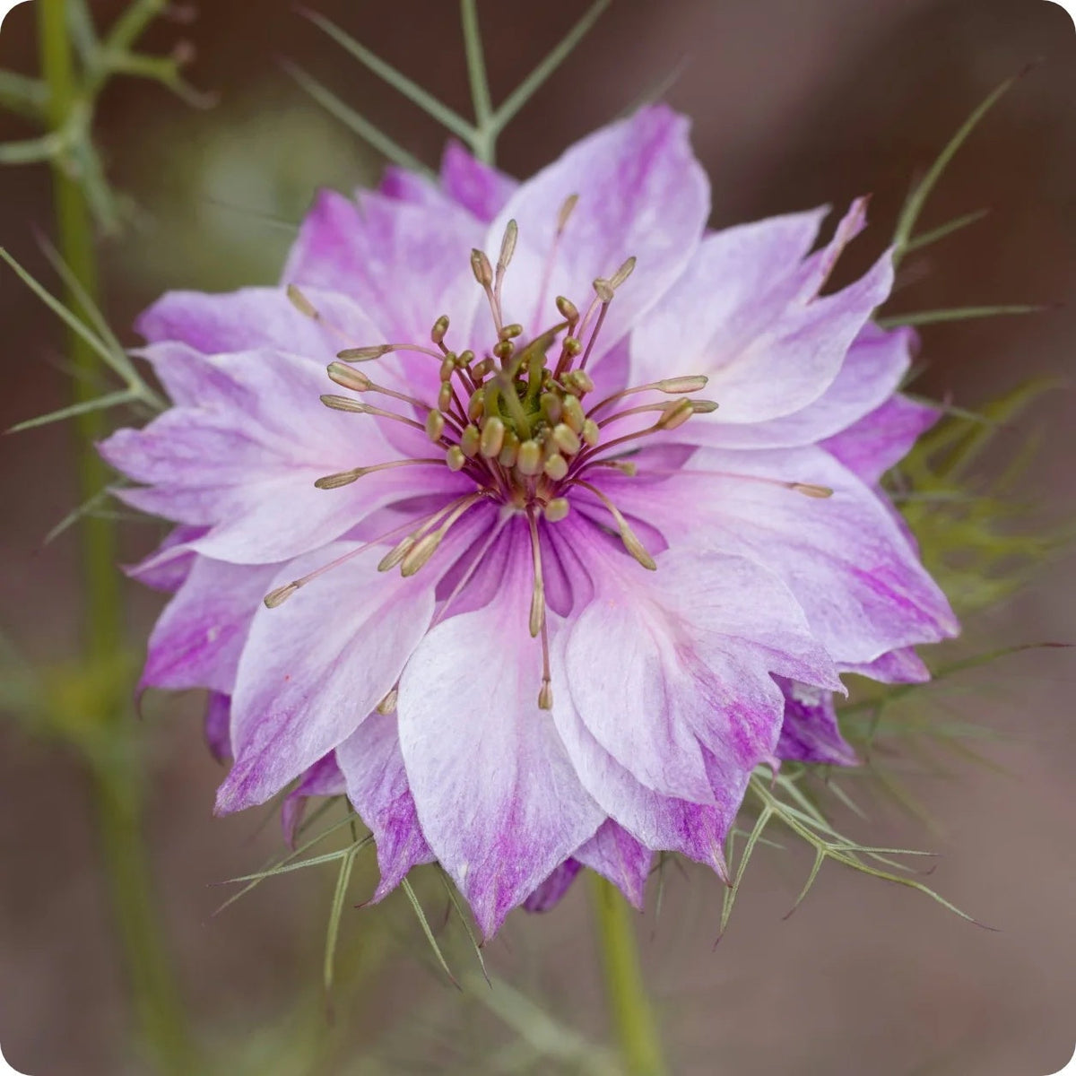 Nigella damascena Nigella plant